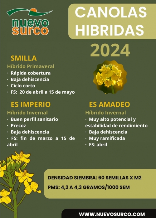 CANOLAS HIBRIDAS 2024